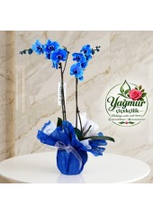 Çift Dal Özel Tasarım Mavi Orkide (Phalaenopsis)